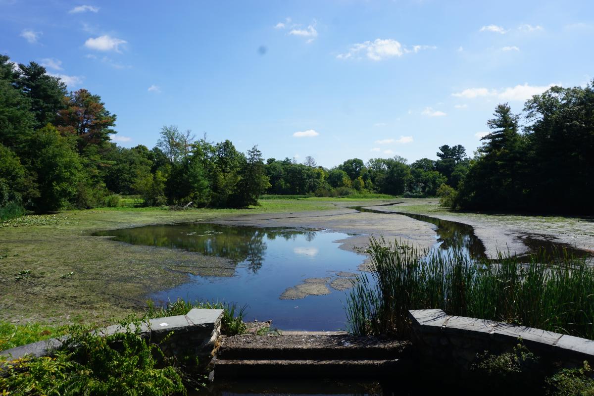 Pre-dredge Pond