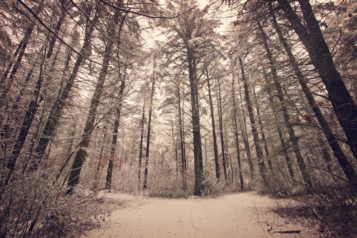 Town Forest in winter.  Photo courtesy Liana Cosgrove