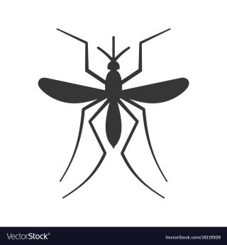 Mosquito 