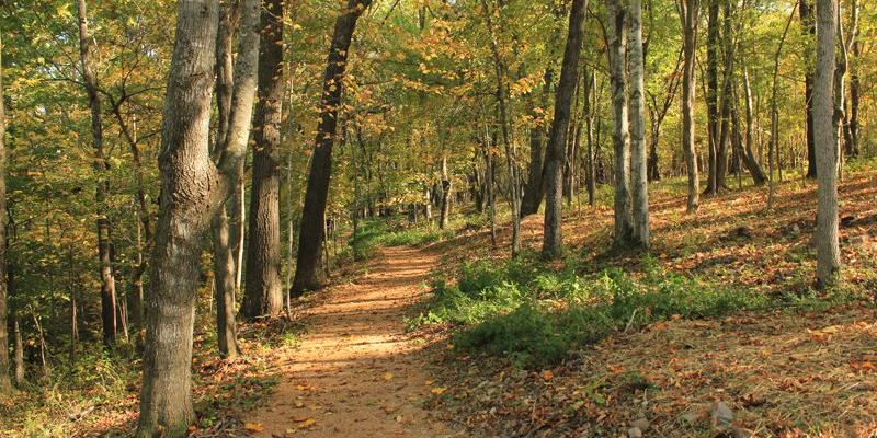 a trail with trees